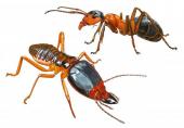Mravenec a termit - ilustrace k připravované knize Podivuhodná zvířata