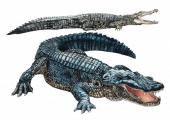 aligátor a krokodýl - ilustrace k připravované knize podivuhodná zvířata
