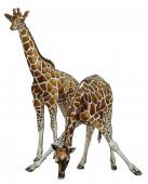žirafy - ilustrace k připravované knize Podivuhodná zvířata